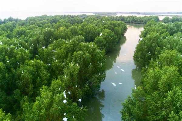 mangrov-ormanlari-guzel-cinin-portresidir-BlL4U5TM.jpg